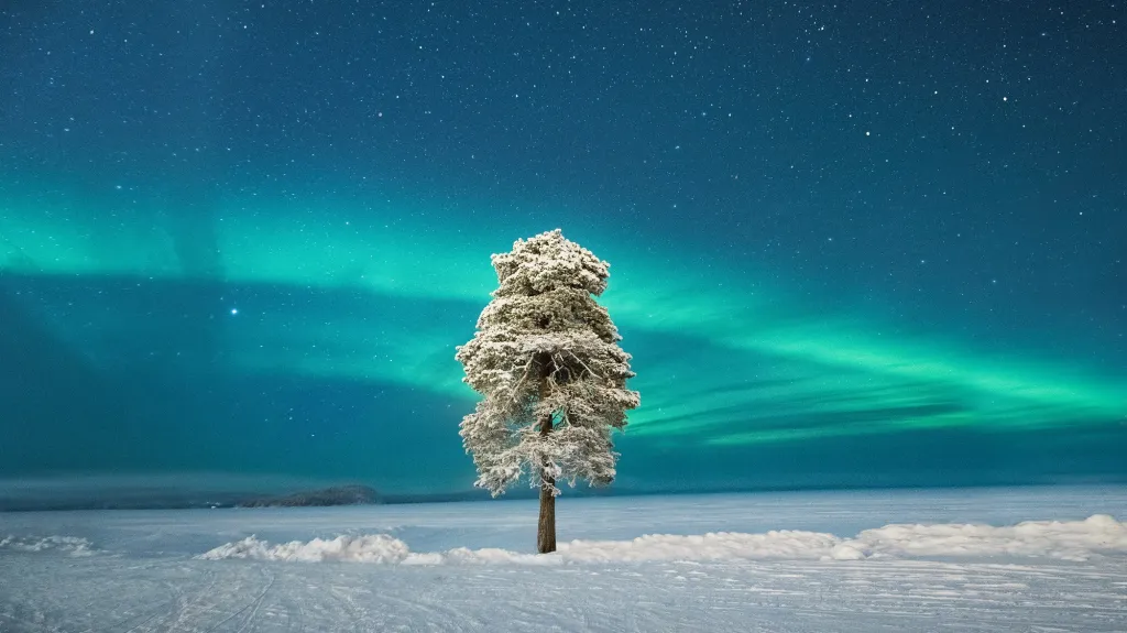 Lone Tree under a Scandinavian Aurora © Tom Archer