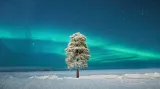 Lone Tree under a Scandinavian Aurora © Tom Archer