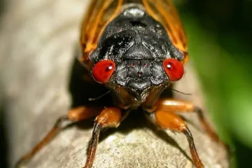 Ameriku zaplaví miliardové roje hlučných cikád. Letos vrcholí jejich sedmnáctiletý cyklus