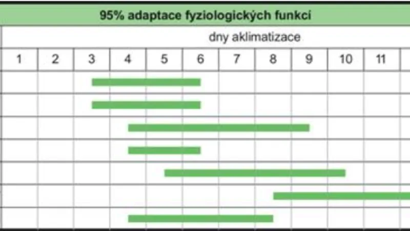 Rychlost adaptace různých částí organismu na horko