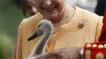 Královna Alžběta II. při sčítání labutí