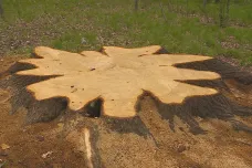 Na Krnovsku pokáceli staletý dub. Kácení přibývá, zřejmě i kvůli poklesům ceny dřeva