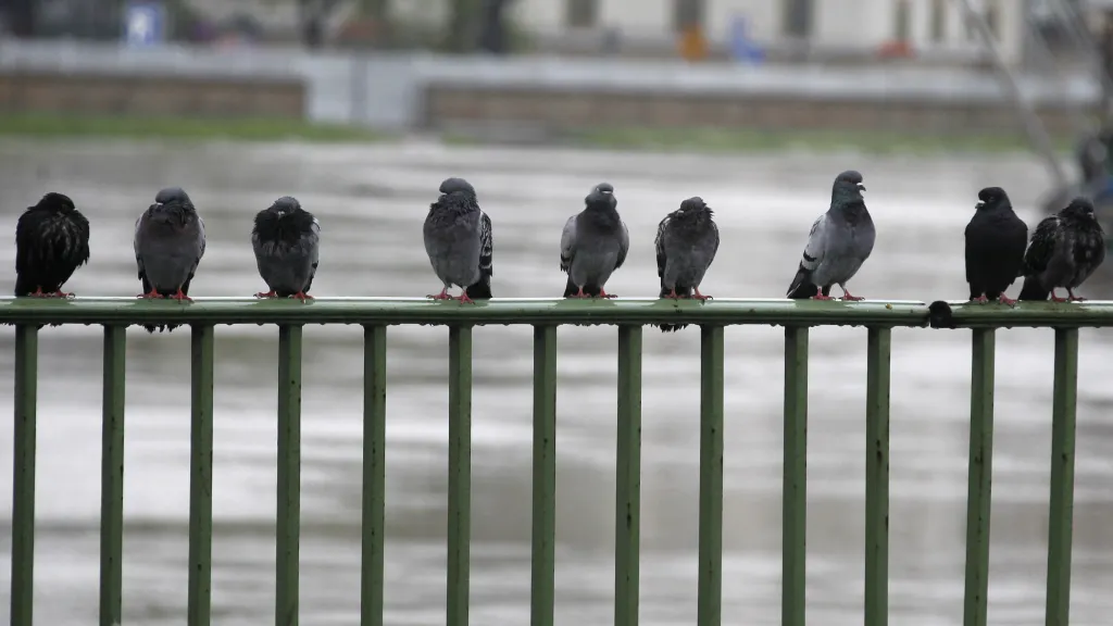 Holubi sedící na zábradlí uzavřeného mostu přes řeku Vislu v Krakově