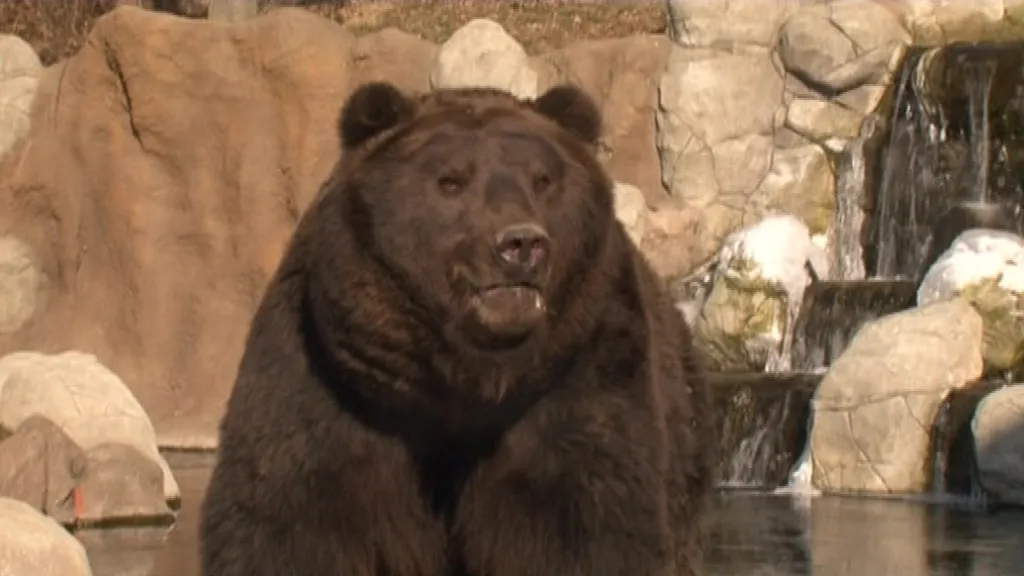 Medvěd Jelizar z brněnské zoo