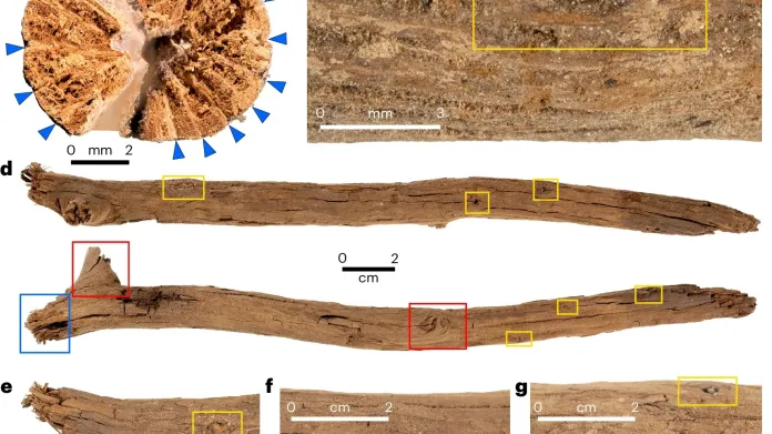 Dvě tyče staré 12 tisíc let nalezené v Austrálii byly využívané k rituálům