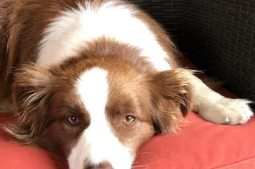 Někteří psi si po pár pokusech dokáží zapamatovat jméno hračky, tvrdí vědci