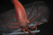 Genom krakatice obrovské rozluštěn, jásají biologové. Naznačuje, proč je tak velká a chytrá