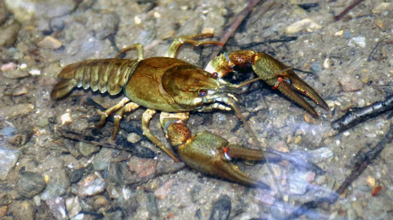 Rak říční - archivní snímek