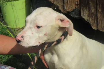 Veterináři odebrali chovatelce z Jindřichohradecka 21 argentinských dog. Byly ve špatném stavu