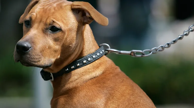 Na Slovensku zpřísňují zákony kvůli agresivním psům