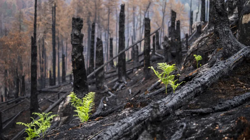 1. místo: Větrná noc
