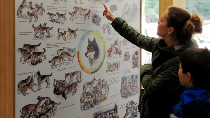 Na Šumavě otevřeli návštěvnické centrum věnované vlkům