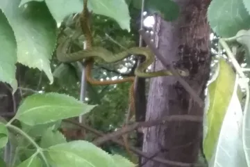 Mambu, která unikla v Hlubočepích, chytili. Byla na stromě v zahrádkářské kolonii