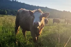 Slovensko vyčlenilo desítky milionů eur na obnovu chovů po slintavce