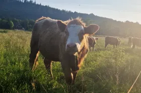 Slovensko vyčlenilo desítky milionů eur na obnovu chovů po slintavce