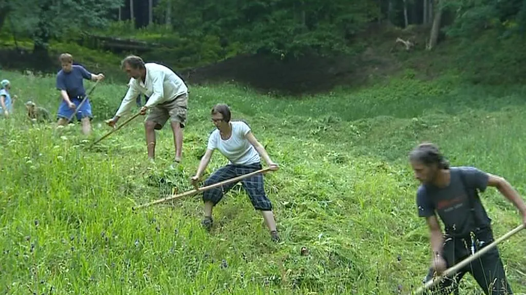 Sekáči kosí bělokarpatskou louku