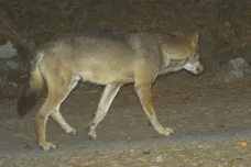 Na Šumavu se vracejí vlci, správci parku věří ve vznik nové smečky