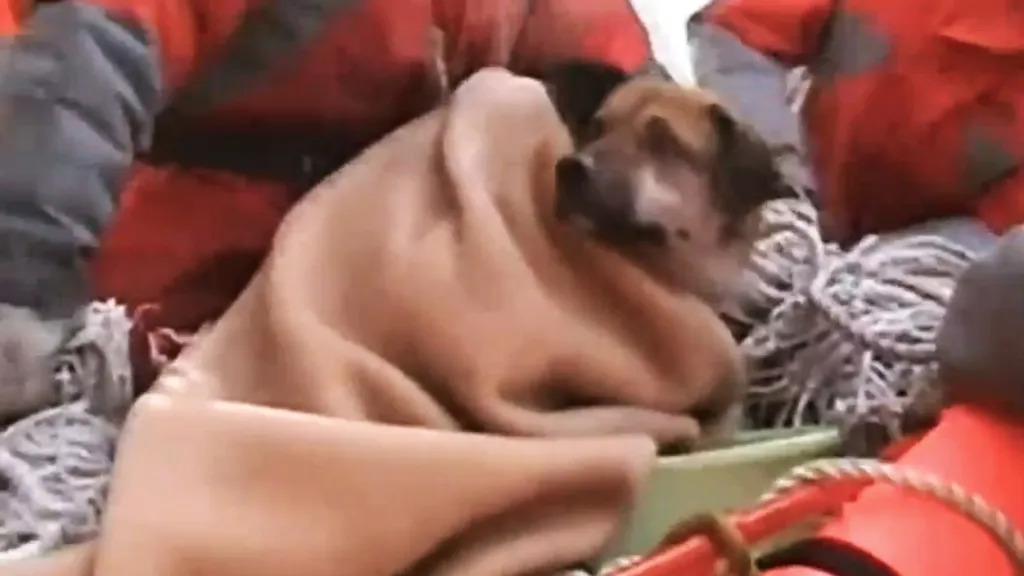 Zachráněný pes v Japonsku