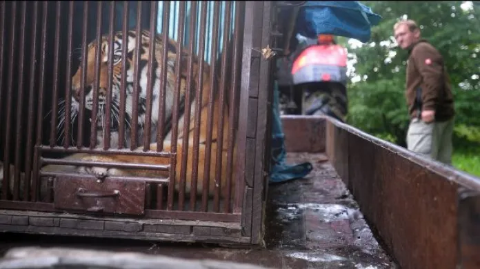 Do zlínské zoo dorazl nový tygří samec