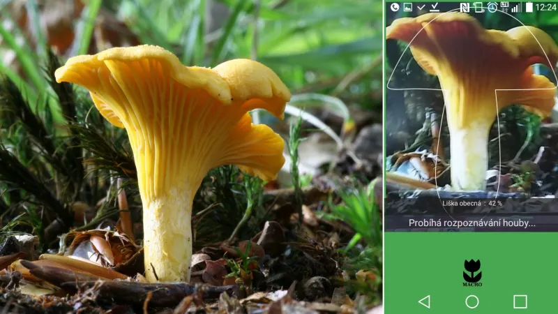 Detekce v aplikaci Na houby