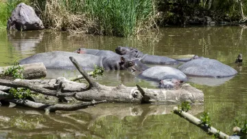 Zoo ve Dvoře Králové otevřela Jezero hrochů