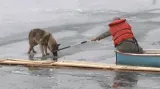 Snaha o záchranu vlčáka z ledu křetínské přehrady