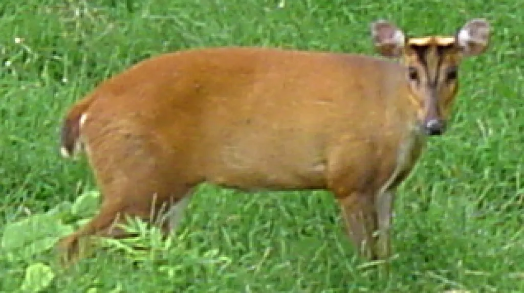 Muntžak