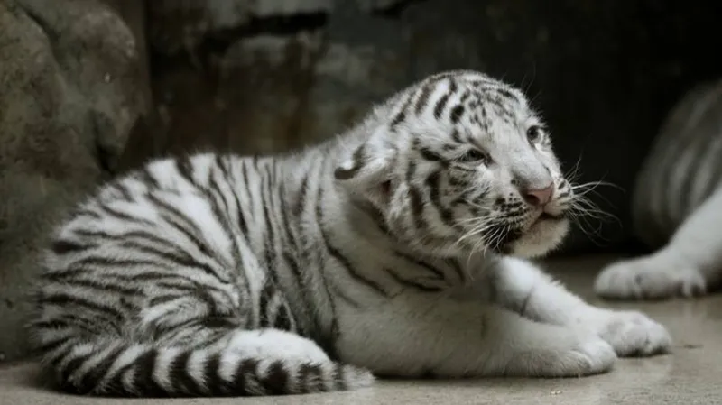 Mláďata bílých tygrů v Zoo Liberec