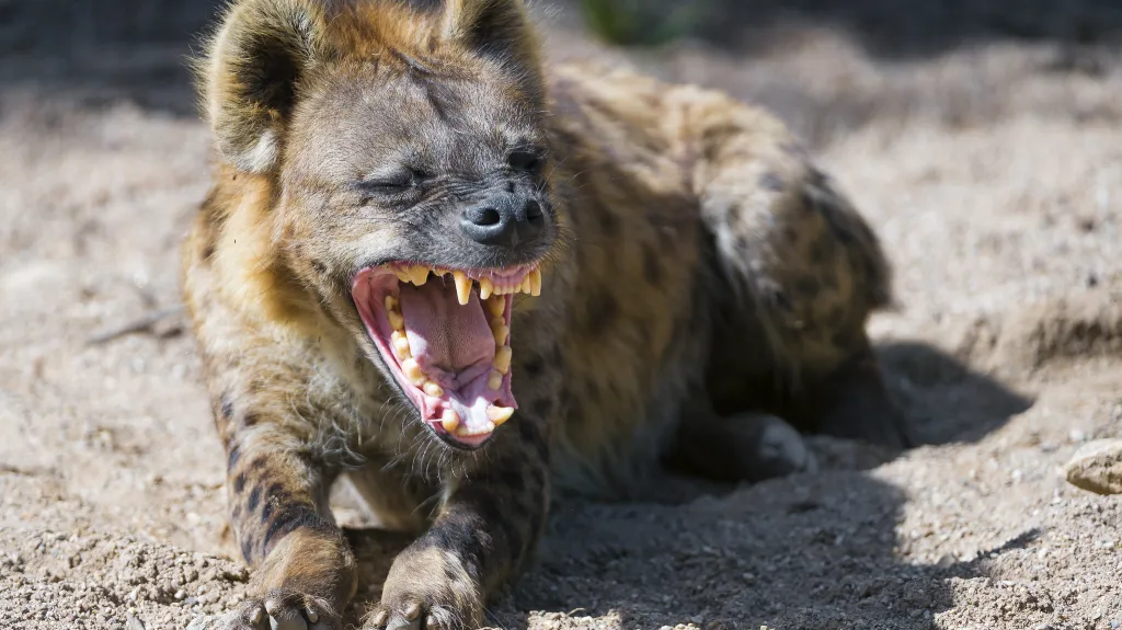 Hyena, ilustrační foto