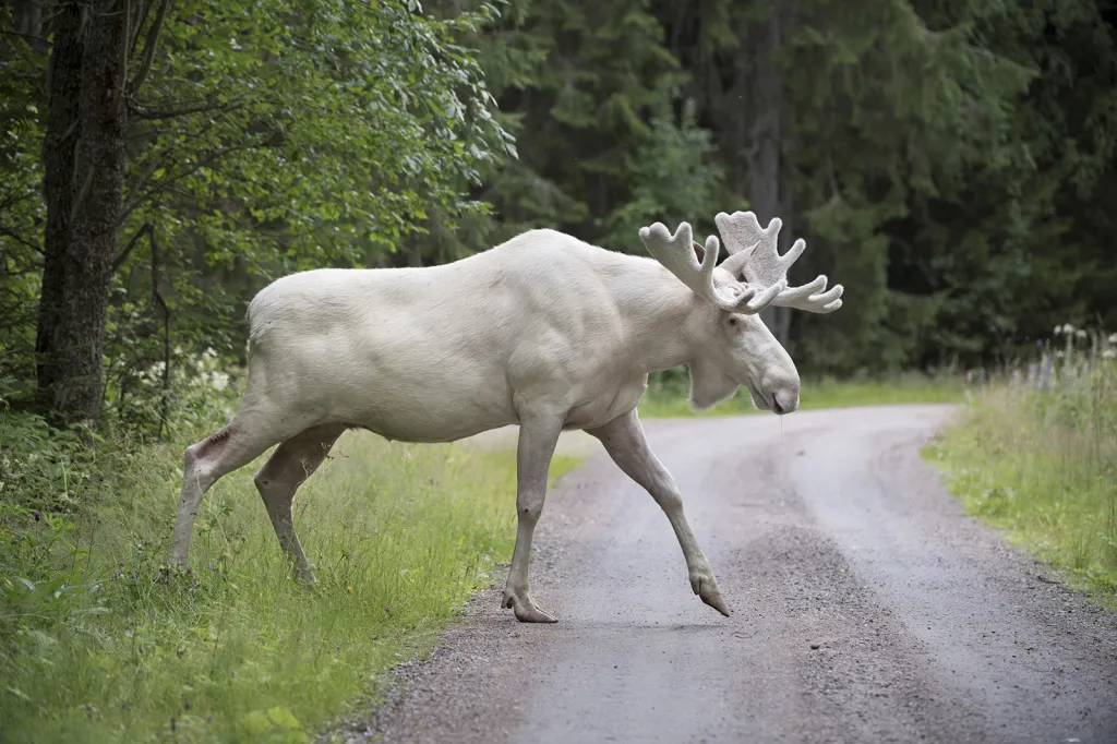 Velmi vzácný bílý los byl spatřen letos u švédského městečka Gunnarskog