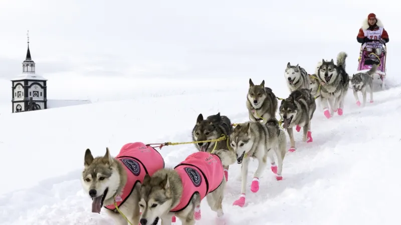 Psí láska (2020, režie: Linda Kallistová Jablonská)