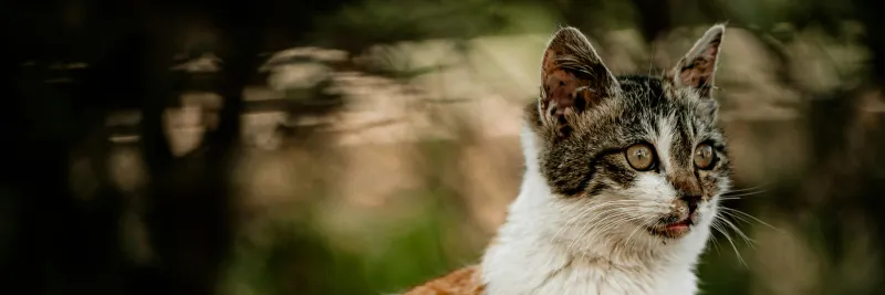 Případ týrání koček v oboře Březka míří k soudu