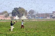 Čínské kachny proti invazi kobylek v Pákistánu? Expert to vylučuje