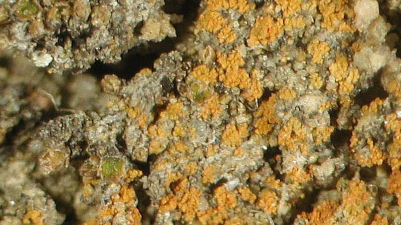 Lišejník Caloplaca obamae