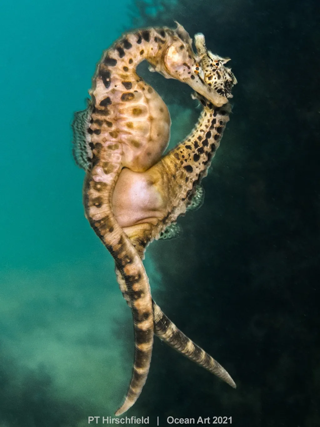 1. místo v kategorii Compact Behavior: Mating Seahorses od PT Hirschfield