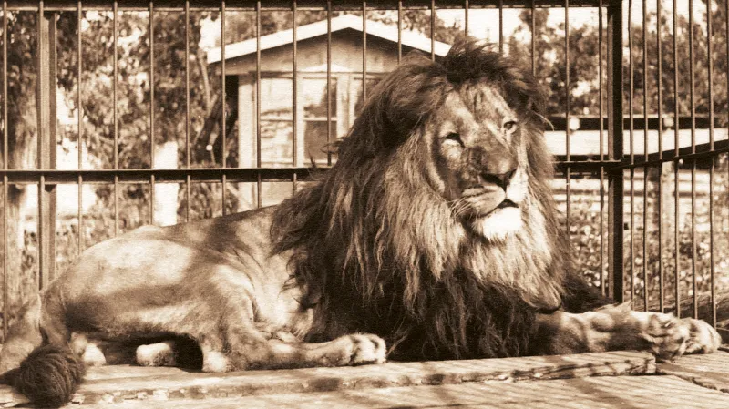 Lev Rémus ve vnější kleci Exotického pavilonu (rok 1950)