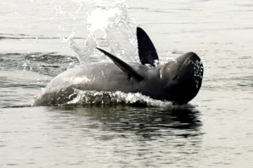 Naděje pro vymírající delfíny žije. Kambodža se snaží zachránit ikonické orcely