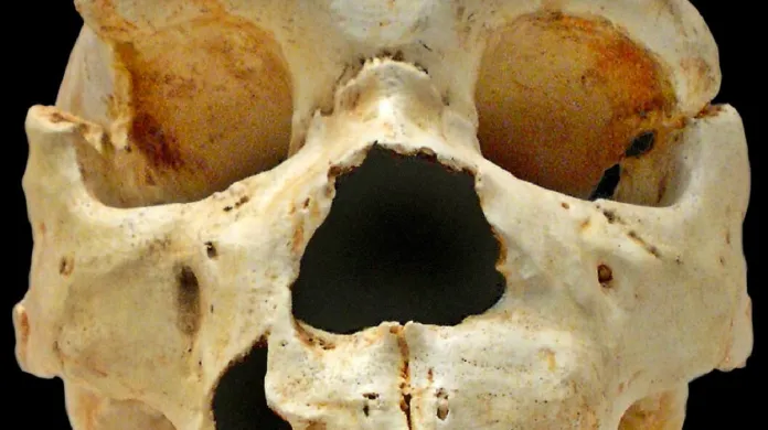 Lebka člověka heidelberského