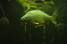 Jihočeští vědci udělali ze zlatých rybek náhradní kapří matky. Metoda může vést k omezení rybolovu