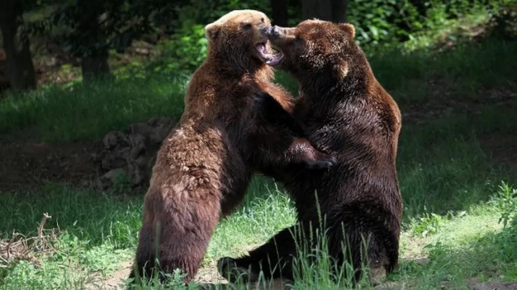 Medvědi kamčatští