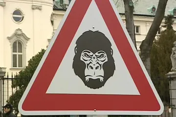 Dva roky „Gorile“ nikdo nevěřil, teď jsou všichni v šoku