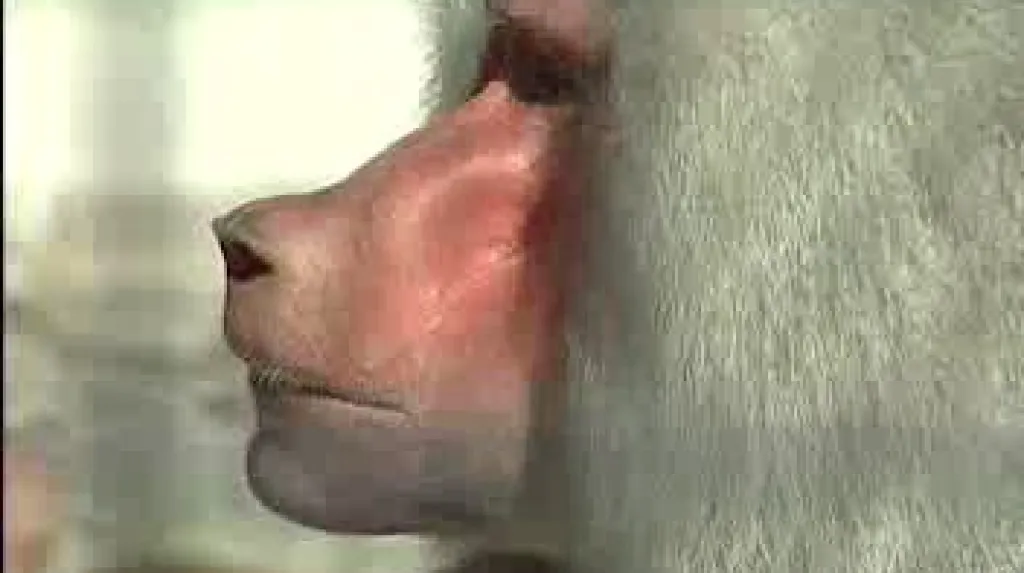 Pavián pláštíkový