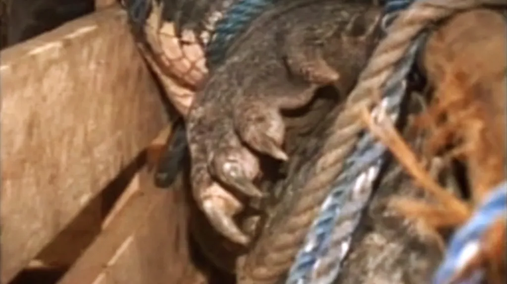Na Filipínách chytli obřího krokodýla