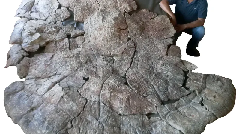 Krunýř vyhynulé želvy ve srovnání s člověkem