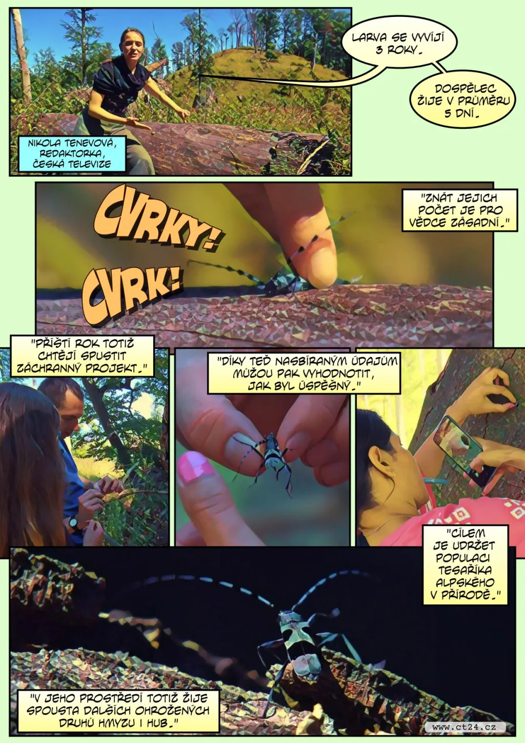 Vědci se snaží zachránit tesaříka