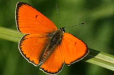 Pátrání po babočce a ohniváčkovi. Pražané pomáhají entomologům mapovat motýly do nového atlasu