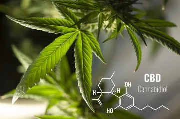 Kanabidiol CBD proti dlouhodobé bolesti nepomáhá. Prokázala to rozsáhlá metastudie