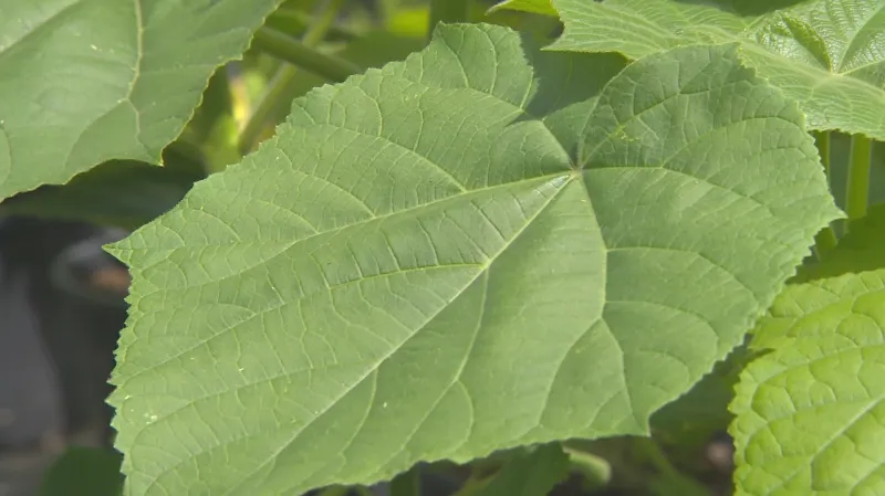 Listy kyslíkových stromů mají pojmout více oxidu uhličitého než běžné stromy