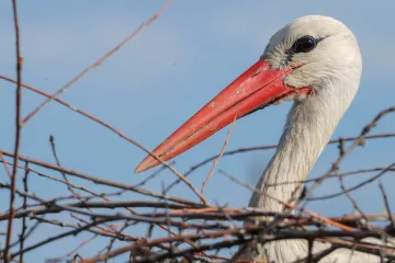Ptačí chřipka zabíjí stovky čápů ve Španělsku. Teď začíná jejich migrace do Česka