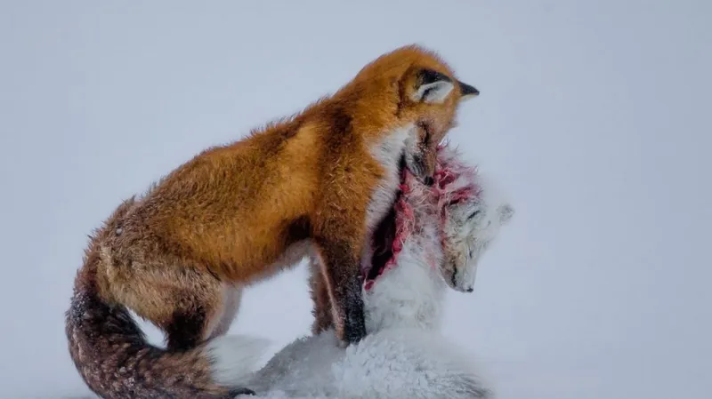 Vítězný snímek soutěže Wildlife Photographer of the Year
